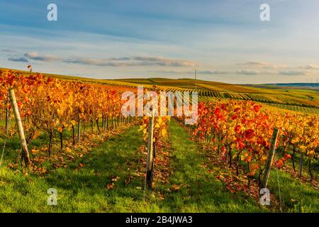 Automne dans le vignoble dans un paysage légèrement vallonné à Rheinhessen, riches couleurs vives en octobre, ambiance de soirée avec lumière chaude, Golden octobre à son meilleur, Banque D'Images