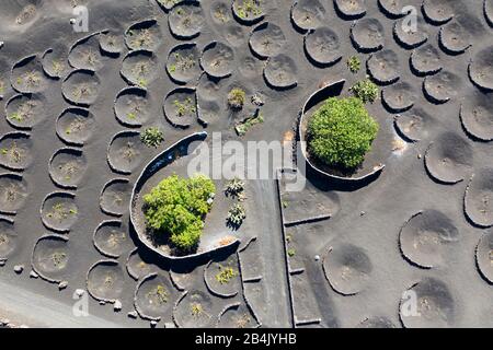 Vignes dans les entonnoirs et figuiers, région viticole la Goria, à Yaiza, enregistrement de drone, Lanzarote, îles Canaries, Espagne Banque D'Images