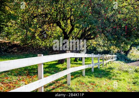 Paysage d'automne de pommier prolifique avec des pommes rouges dans un jardin, clôturé avec une couverture blanche, enveloppant le domaine et le soleil se brisant à travers le Banque D'Images