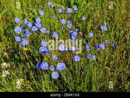 Stauden-Lein (Linum perenne), réserve naturelle Isarmündung, Basse-Bavière, Bavière, Allemagne Banque D'Images