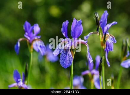 Siberian iris (Iris sibirica), réserve naturelle Isarmündung, Basse-Bavière, Bavière, Allemagne Banque D'Images