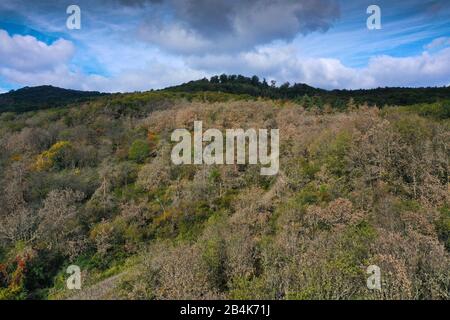 Europe, Allemagne, Hesse, parc naturel Lahn-Dill-Bergland, Gladenbach, forêt mixte avec dommages secs et attaque fongique sur les chênes et les pins Banque D'Images