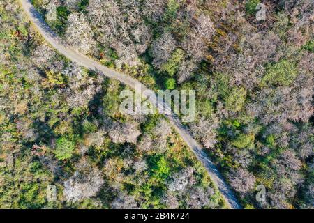 Europe, Allemagne, Hesse, parc naturel Lahn-Dill-Bergland, Gladenbach, forêt mixte avec dommages secs et attaque fongique sur les chênes et les pins Banque D'Images