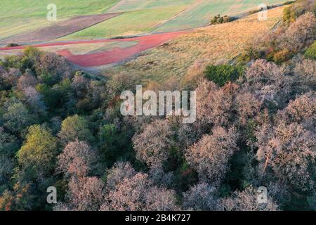 Europe, Allemagne, Hesse, parc naturel Lahn-Dill-Bergland, Gladenbach, dommages secs de pin et de chêne par infestation fongique et de scarabée, Banque D'Images