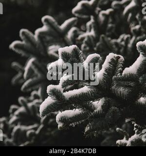 Arbres de conifères recouverts de neige, gros plan Banque D'Images