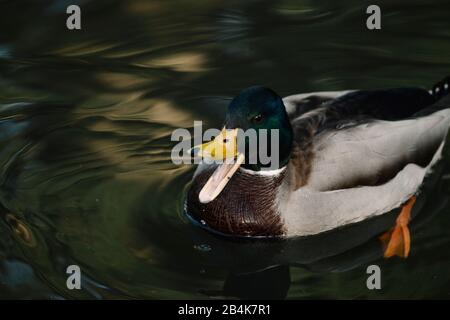 le canard naine dans le lac, près Banque D'Images