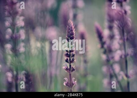 Lavande en fleurs, gros plan Banque D'Images