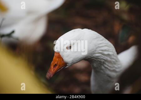 Oies blanches en plein air, oie domestique, anser Banque D'Images