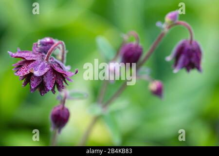 Aquilegia vulgaris hybride 'Barlow noir', Stuffed Columbine, gros plan Banque D'Images