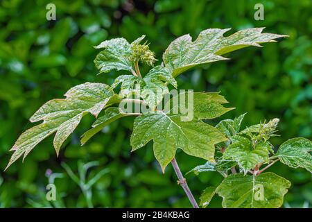 Hortensia de feuilles de chêne dans le jardin Banque D'Images