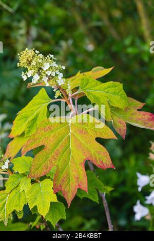 Hortensia de feuilles de chêne dans le jardin Banque D'Images