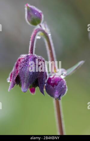 Aquilegia vulgaris hybride 'Barlow noir', columbine farcie, gros plan Banque D'Images