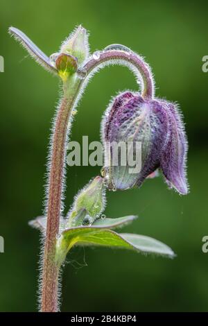 Aquilegia vulgaris hybride 'Barlow noir', columbine farcie, gros plan Banque D'Images