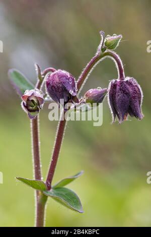 Aquilegia vulgaris hybride 'Barlow noir', columbine farcie, gros plan Banque D'Images