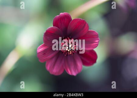 Fleur d'aster rouge, gros plan, aliénée, aster Banque D'Images