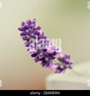 Oreille lavande, simple, macro, lavandula Banque D'Images