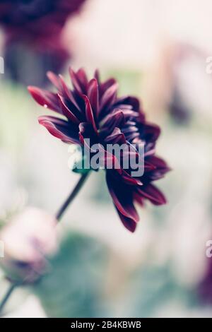 Dahlia, rouge-noir, simple, gros plan, dahlia Banque D'Images