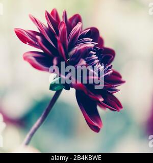 Dahlia, rouge-noir, simple, gros plan, dahlia Banque D'Images