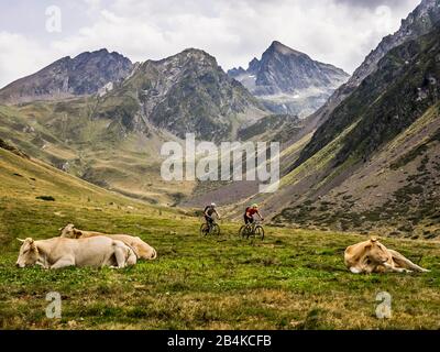 VTT dans les Hautes Pyrénées françaises, pré, vaches Banque D'Images