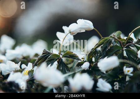 Anémone de bois, fleurs, gros plan, Anemone nemorosa Banque D'Images