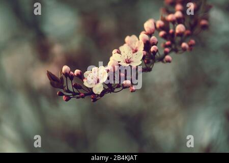 Détails de la plante, branche florissante d'une prune de sang, Prunus cerasifera Banque D'Images