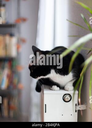 le chat domestique noir et blanc se trouve sur un radiateur dans l'appartement Banque D'Images