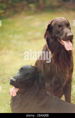 Deux chiens dans le jardin Banque D'Images