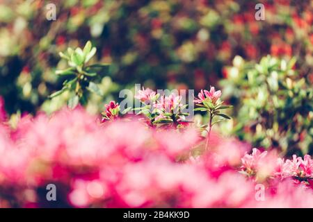 Détails des plantes, rose alpine, fleurs, gros plan Banque D'Images