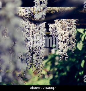 Détails de la nature, wistérie à fleurs blanches Banque D'Images