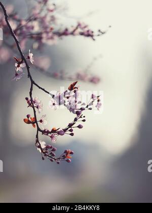 Branche florissante d'une prune de sang, gros plan, Prunus cerasifera Banque D'Images