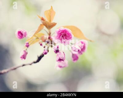 Branche avec boutons de fleurs d'une cerise ornementale, gros plan, prunus serrulata Banque D'Images