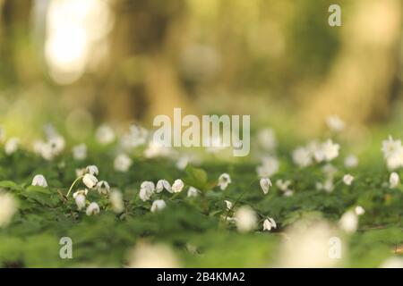 Anémone de bois, moquette de fleurs, gros plan, Anemone nemorosa Banque D'Images