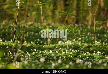 Anémone de bois, tapis de fleurs, Composing, Anemone nemorosa Banque D'Images