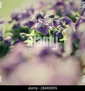 Pansies dans un lit de fleur, alto Banque D'Images