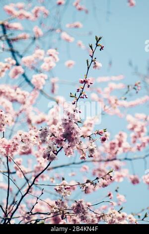 Branches fleuries d'une cerise ornementale, Prunus serrulata Banque D'Images