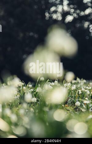 Fleurs de flocons de neige printanières dans la prairie, gros plan, Leucojum vernum Banque D'Images