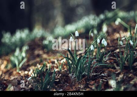 Chutes de neige dans la forêt, galanthus, gros plan Banque D'Images