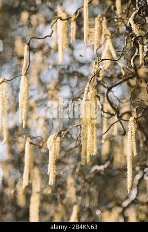 Fleur de corkvis hazel, gros plan, Corylus avellana Contorta Banque D'Images