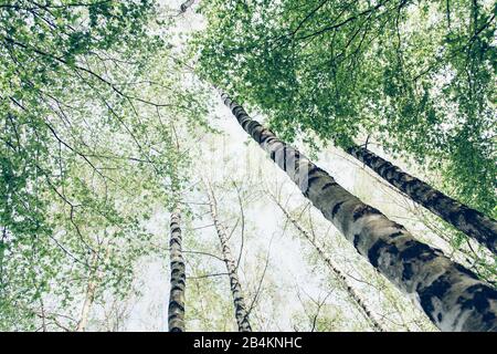 Forêt de bouleau au printemps, aliénation, betula Banque D'Images