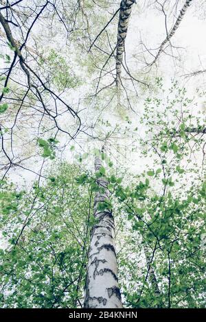 Forêt de bouleau au printemps, aliénation, betula Banque D'Images