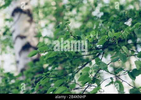 Bouleau au printemps, gros plan, betula Banque D'Images