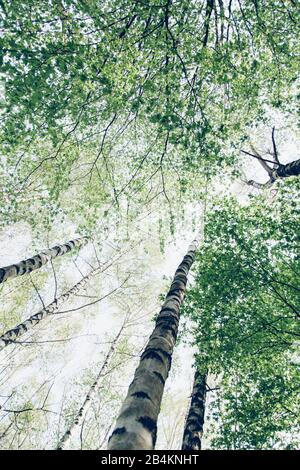 Forêt de bouleau au printemps, aliénation, betula Banque D'Images