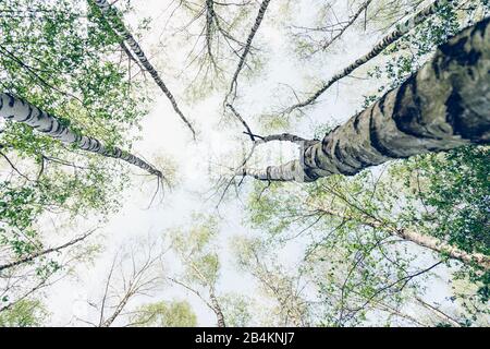 Forêt de bouleau au printemps, aliénation, betula Banque D'Images