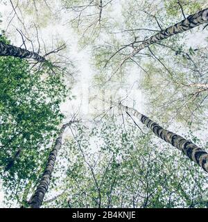 Forêt de bouleau au printemps, aliénation, betula Banque D'Images