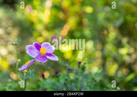 Fleur de l'anémone d'automne, Anemone hupehensis Banque D'Images