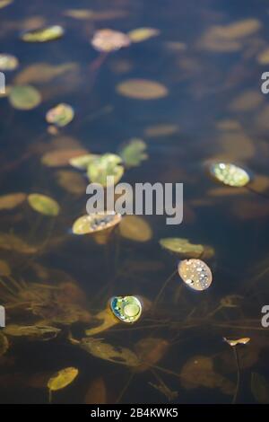 Europe, Danemark, Bornholm, Aakirkeby. Des gouttes d'eau brillent au soleil sur les feuilles des plantes aquatiques. Banque D'Images