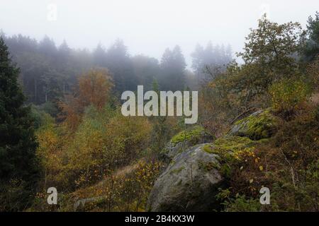 Europe, Danemark, Bornholm. Nuages épais de brouillard sur les forêts primitives des noyaux Paradisbak. Banque D'Images