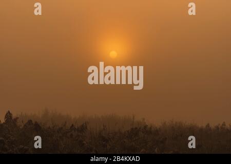 Lever du soleil à Federsee, brouillard matinal Bad-Buchau, Bade-Wurtemberg, Allemagne, Banque D'Images