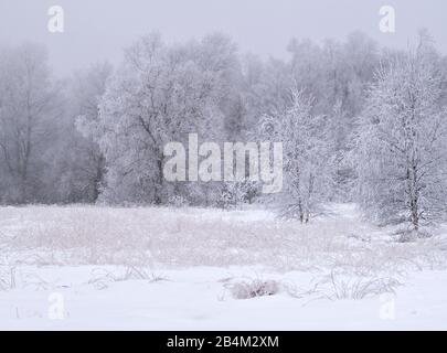 Europe, Allemagne, Bavière, Réserve De Biosphère De Rhön, Parc Naturel De Rhoen Bavarois, Réserve Naturelle De Moor Noir Banque D'Images