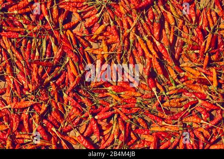Piments rouges séchage au soleil. Banque D'Images
